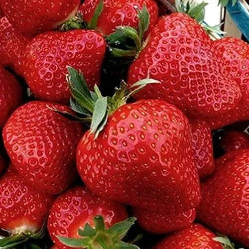 Клубника КЛЕРИ  Клубника КЛЕРИ в Сморгони