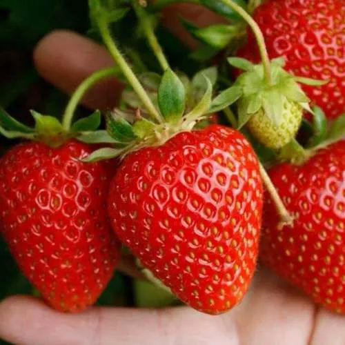 Клубника ПОРТОЛА ремонтантная  Клубника ПОРТОЛА ремонтантная в Сморгони