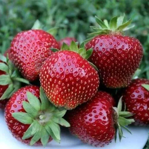 Клубника МАЛЬВИНА  Клубника МАЛЬВИНА в Сморгони