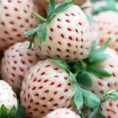 Клубника АНАНАСА ремонтантная  Клубника АНАНАСА ремонтантная в Сморгони