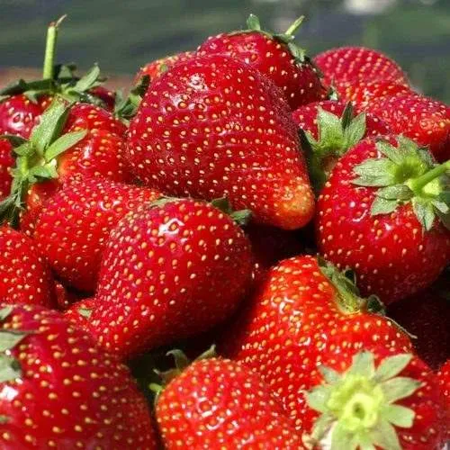 Клубника ПИРЧИНКЬЮ  Клубника ПИРЧИНКЬЮ в Сморгони