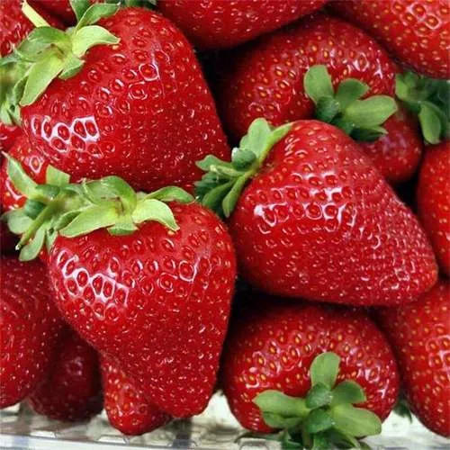 Клубника СКАЛА  Клубника СКАЛА в Сморгони