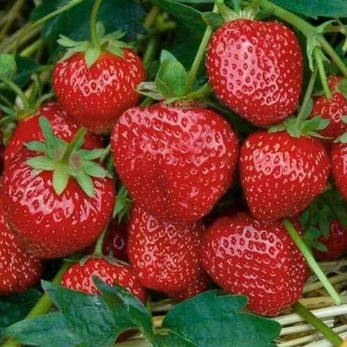 Клубника СЕЛЬВА ремонтантная  Клубника СЕЛЬВА ремонтантная в Сморгони