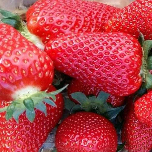 Клубника АМИ  Клубника АМИ в Сморгони