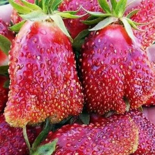 Клубника КУПЧИХА  Клубника КУПЧИХА в Сморгони