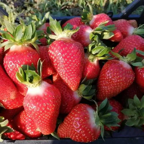 Клубника ЛЮЧИЯ  Клубника ЛЮЧИЯ в Сморгони