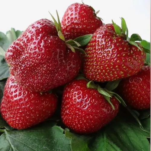 Клубника НАБИЛА  Клубника НАБИЛА в Сморгони