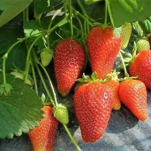 Клубника РОКСАНА  Клубника РОКСАНА в Сморгони