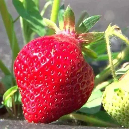 Клубника ХОНЕЙ  Клубника ХОНЕЙ в Сморгони