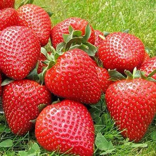 Клубника ЭЛИАНЕ  Клубника ЭЛИАНЕ в Сморгони