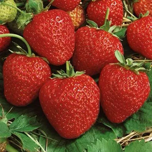 Клубника КОРОНА  Клубника КОРОНА в Сморгони