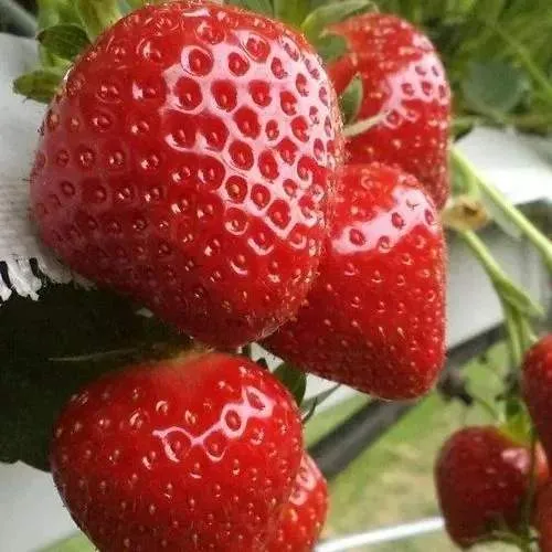 Клубника АРГЕНТЕРА  Клубника АРГЕНТЕРА в Сморгони