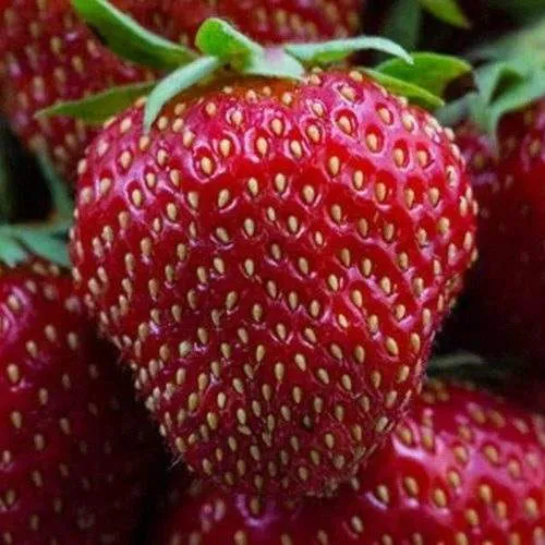 Клубника НАНДИ  Клубника НАНДИ в Сморгони