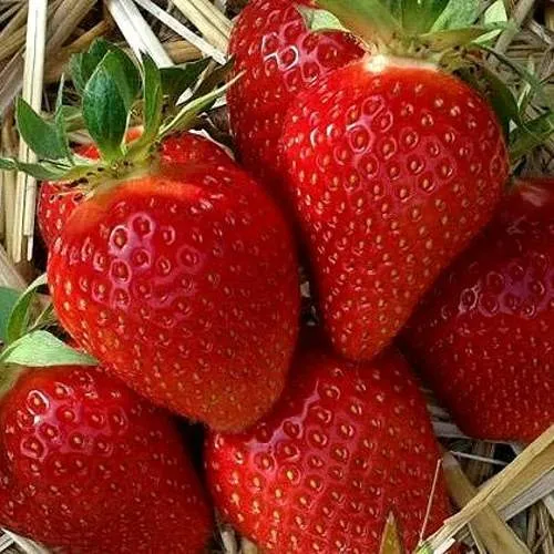 Клубника СИБИЛЛА  Клубника СИБИЛЛА в Сморгони