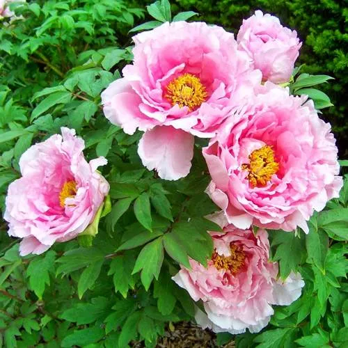 Древовидные пионы.jpeg Древовидные пионы.jpeg