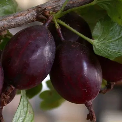 Крыжовник ЧЕЛЯБИНСКИЙ СЛАБОШИПОВАТЫЙ в Сморгони