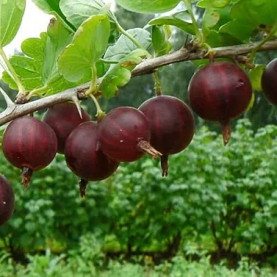 Крыжовник КРЫЖАЧОК в Сморгони