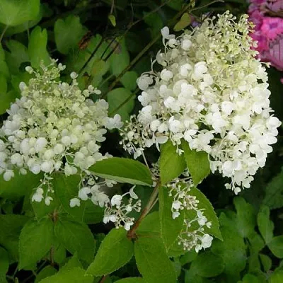 Гортензия ДАРТС ЛИТТЛ ДОТТ метельчатая  Гортензия ДАРТС ЛИТТЛ ДОТТ метельчатая в Сморгони