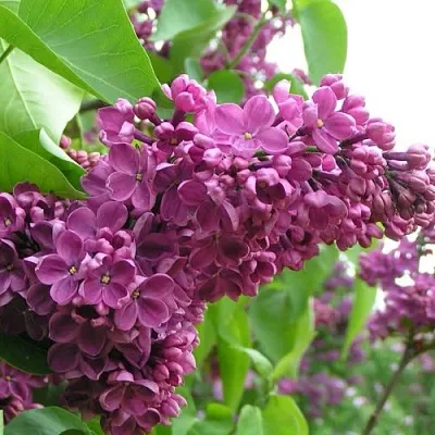 Сирень ДЕНЬ ПОБЕДЫ  Сирень ДЕНЬ ПОБЕДЫ в Сморгони