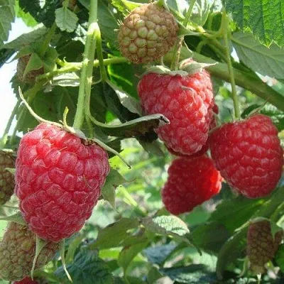 Малина КОЛОКОЛЬЧИК в Сморгони