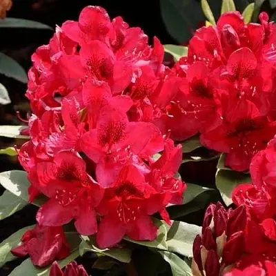 Рододендрон МАТАДОР  Рододендрон МАТАДОР в Сморгони