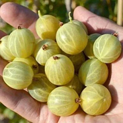 Крыжовник БЕРИЛЛ в Сморгони