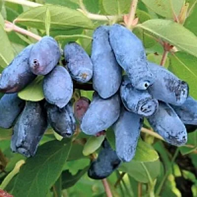 Жимолость съедобная ПАВЛОВСКАЯ в Сморгони