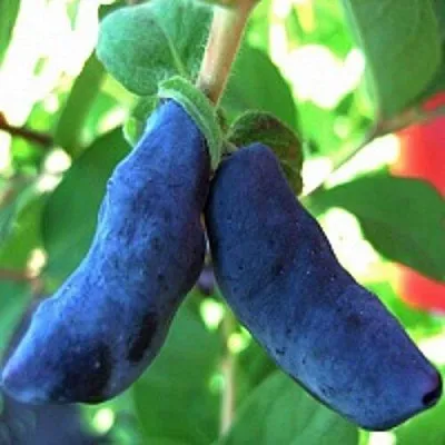 Жимолость съедобная БАКЧАРСКИЙ ВЕЛИКАН в Сморгони