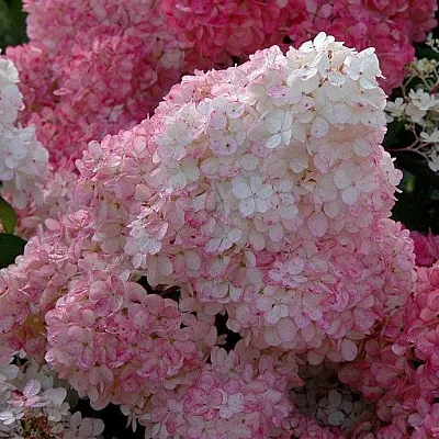 Гортензия САНДЕЙ ФРАЙЗ метельчатая  Гортензия САНДЕЙ ФРАЙЗ метельчатая в Сморгони