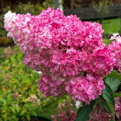 Гортензия МЕГА МИНДИ метельчатая  Гортензия МЕГА МИНДИ метельчатая в Сморгони