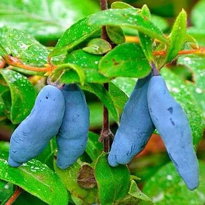 Жимолость съедобная МОРЕНА в Сморгони