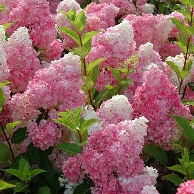 Гортензия МЕЛЬБА ФРАЙЗ метельчатая  Гортензия МЕЛЬБА ФРАЙЗ метельчатая в Сморгони