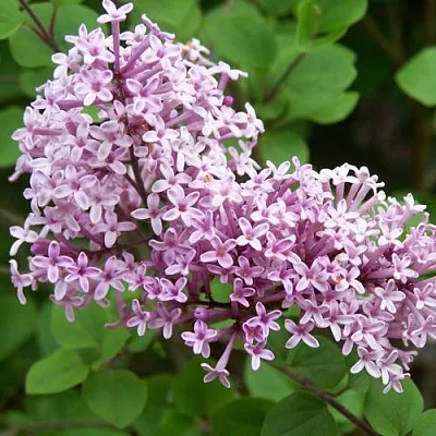 Сирень ПАЛИБИН   Сирень ПАЛИБИН  в Сморгони