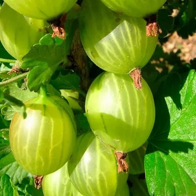 Крыжовник МАЛАХИТ в Сморгони