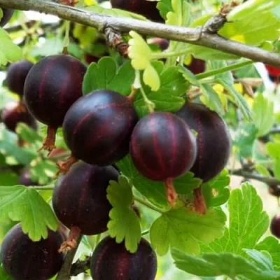 Крыжовник СЕВЕРНЫЙ КАПИТАН в Сморгони