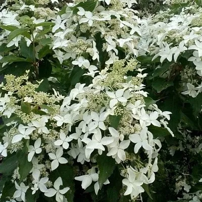 Гортензия МЭДЖИКАЛ СТАРЛАЙТ метельчатая  Гортензия МЭДЖИКАЛ СТАРЛАЙТ метельчатая в Сморгони