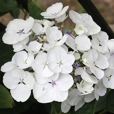 Гортензия ЛИБЕЛЛЕ крупнолистная  Гортензия ЛИБЕЛЛЕ крупнолистная в Сморгони