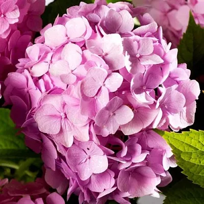 Гортензия БУКЕТ РОУЗ крупнолистная  Гортензия БУКЕТ РОУЗ крупнолистная в Сморгони