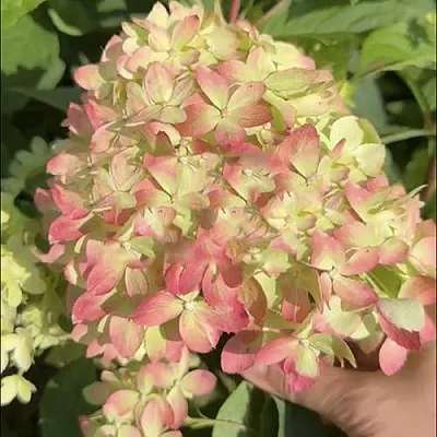 Гортензия Литтл лав Гортензия Литтл лав