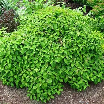 Дерен КЕЛСЕИ шелковистый   Дерен КЕЛСЕИ шелковистый  в Сморгони