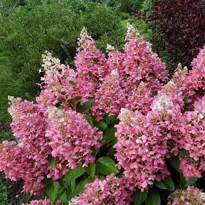 Гортензия ПИНКИ ВИНКИ метельчатая  Гортензия ПИНКИ ВИНКИ метельчатая в Сморгони