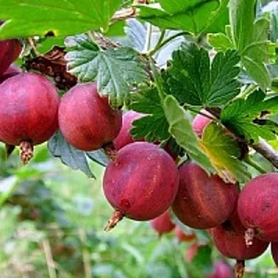 Крыжовник КРАСНОСЛАВЯНСКИЙ в Сморгони