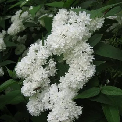 Дейция КАНДИДИССИМА шершавая  Дейция КАНДИДИССИМА шершавая в Сморгони