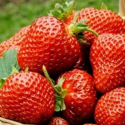 Клубника ФЛОРЕНС в Сморгони