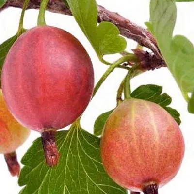 Крыжовник ЯРКИЙ в Сморгони