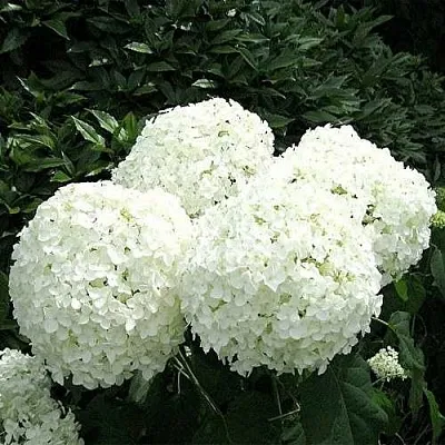 Гортензия АННАБЕЛЬ древовидная  Гортензия АННАБЕЛЬ древовидная в Сморгони