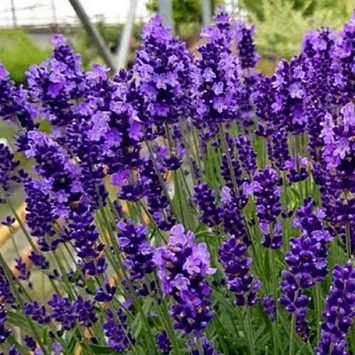 Лаванда ХИДКОТ БЛЮ узколистная  Лаванда ХИДКОТ БЛЮ узколистная в Сморгони