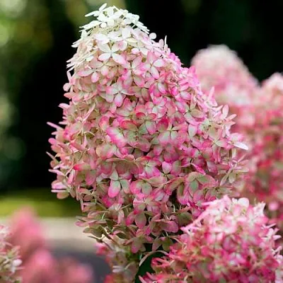 Гортензия роял Фловер Гортензия роял Фловер