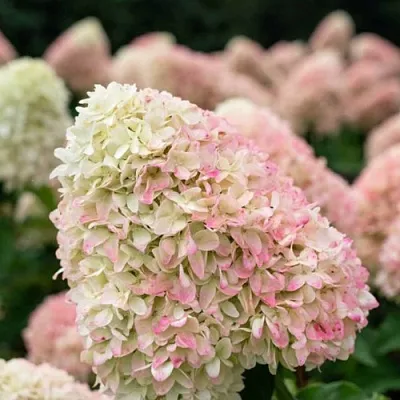 Гортензия САММЕР ЛАВ метельчатая  Гортензия САММЕР ЛАВ метельчатая в Сморгони