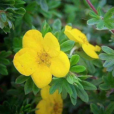 Лапчатка ГОЛДСТАР кустарниковая  Лапчатка ГОЛДСТАР кустарниковая в Сморгони